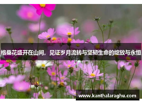 格桑花盛开在山间,见证岁月流转与坚韧生命的绽放与永恒 格桑花盛开在山间,见证岁月流转与坚韧生命的绽放与永恒